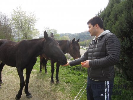 В Германии начались съемки документального фильма о черкесской лошади под рабочим названием «Шагди»